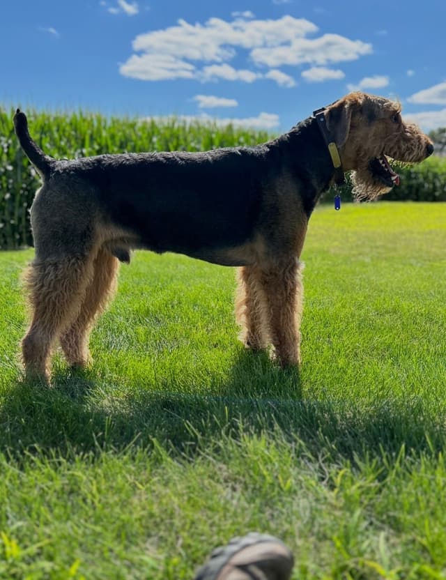 Airedale Terrier Puppies media 2