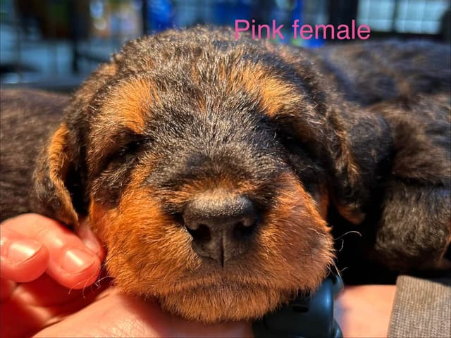 Airedale Terrier Puppies media 3