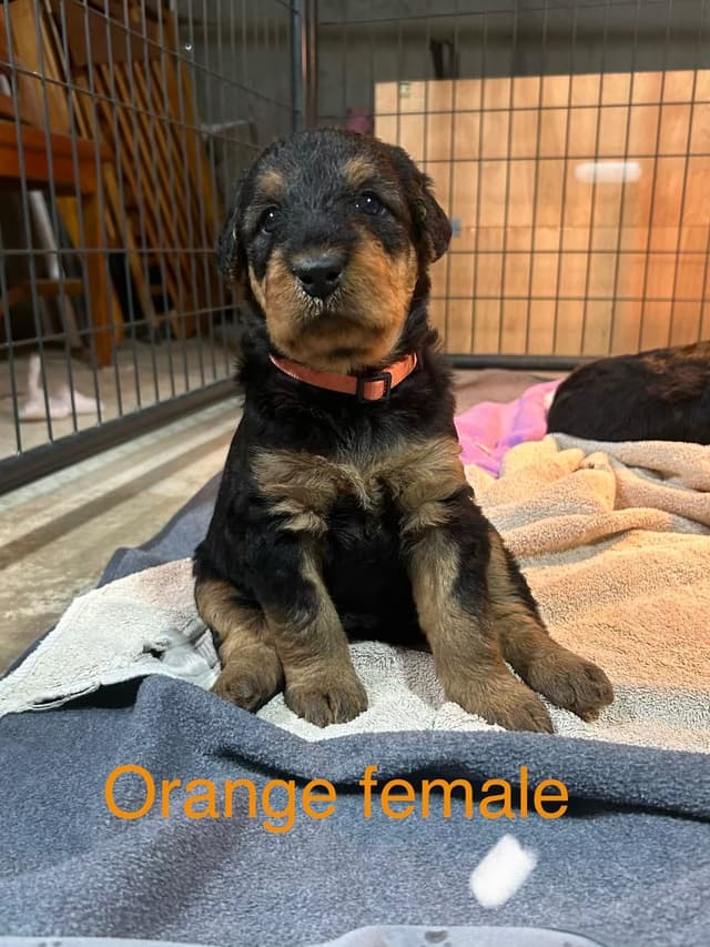 Airedale Terrier Puppies media 4