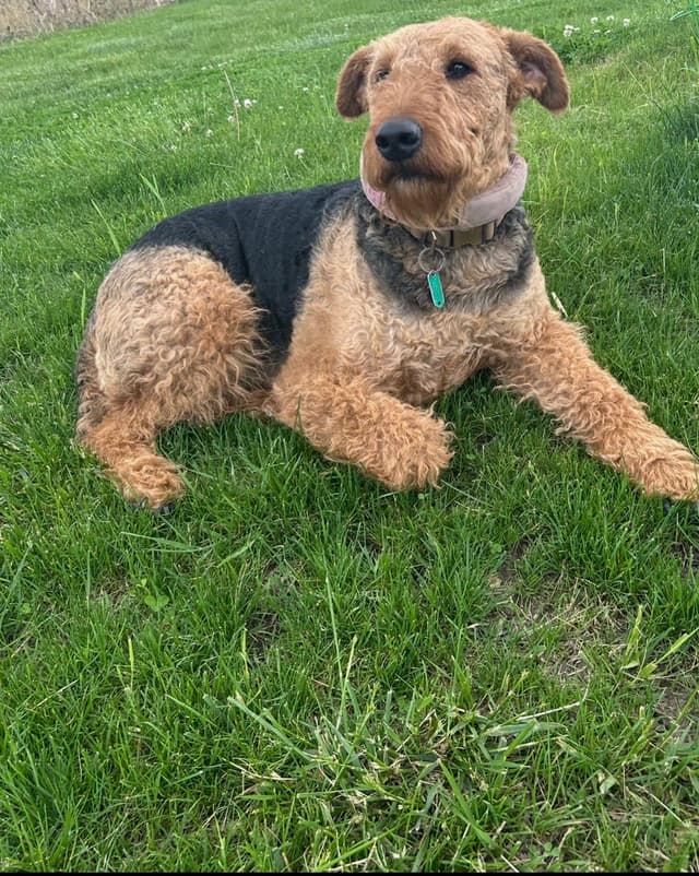 Airedale Terrier Puppies media 5