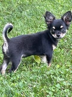 Chihuahua Puppies media 2