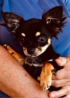 Chihuahua Puppies media 4