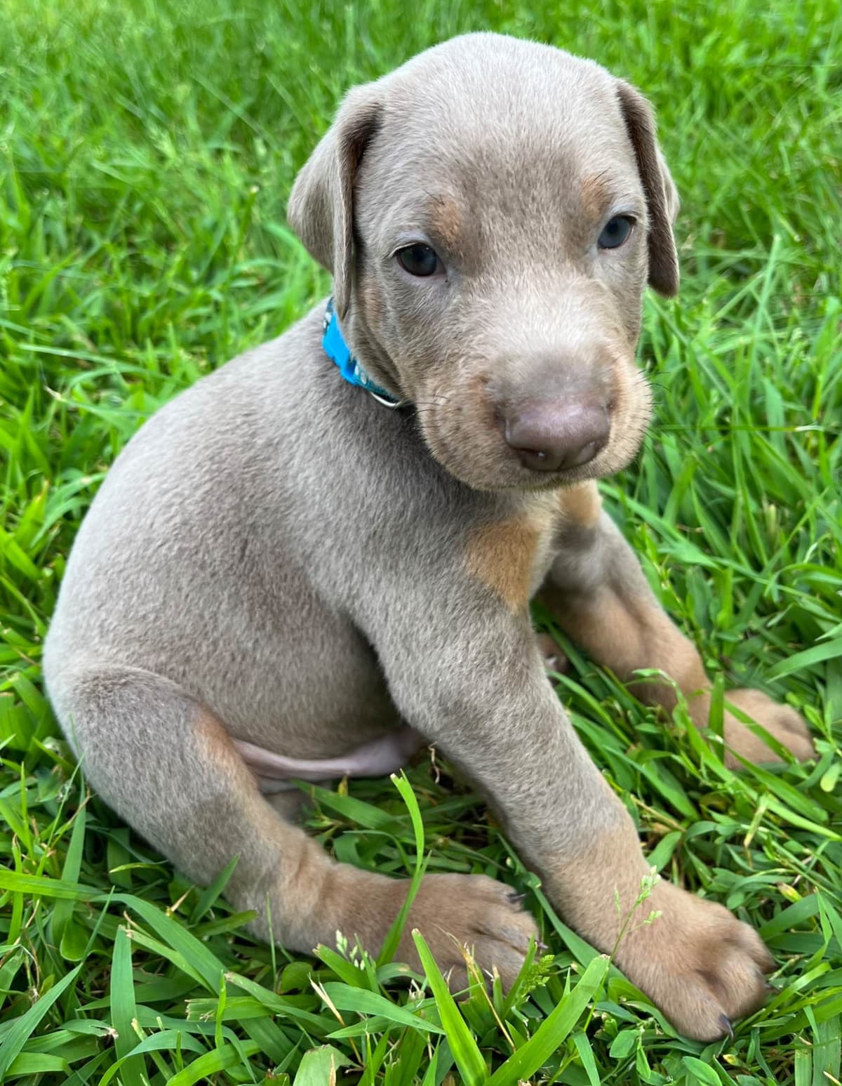 Doberman Pinscher Puppies breeder image 1