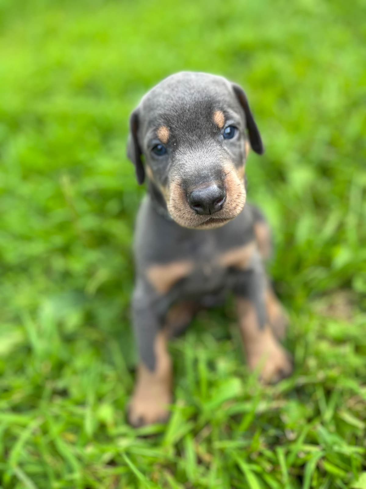 Doberman Pinscher Puppies breeder image 2