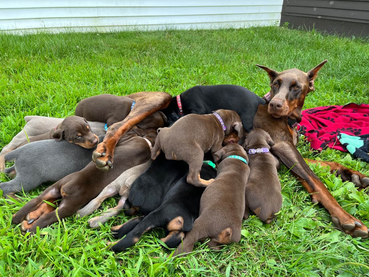 Doberman Pinscher Puppies breeder image 3