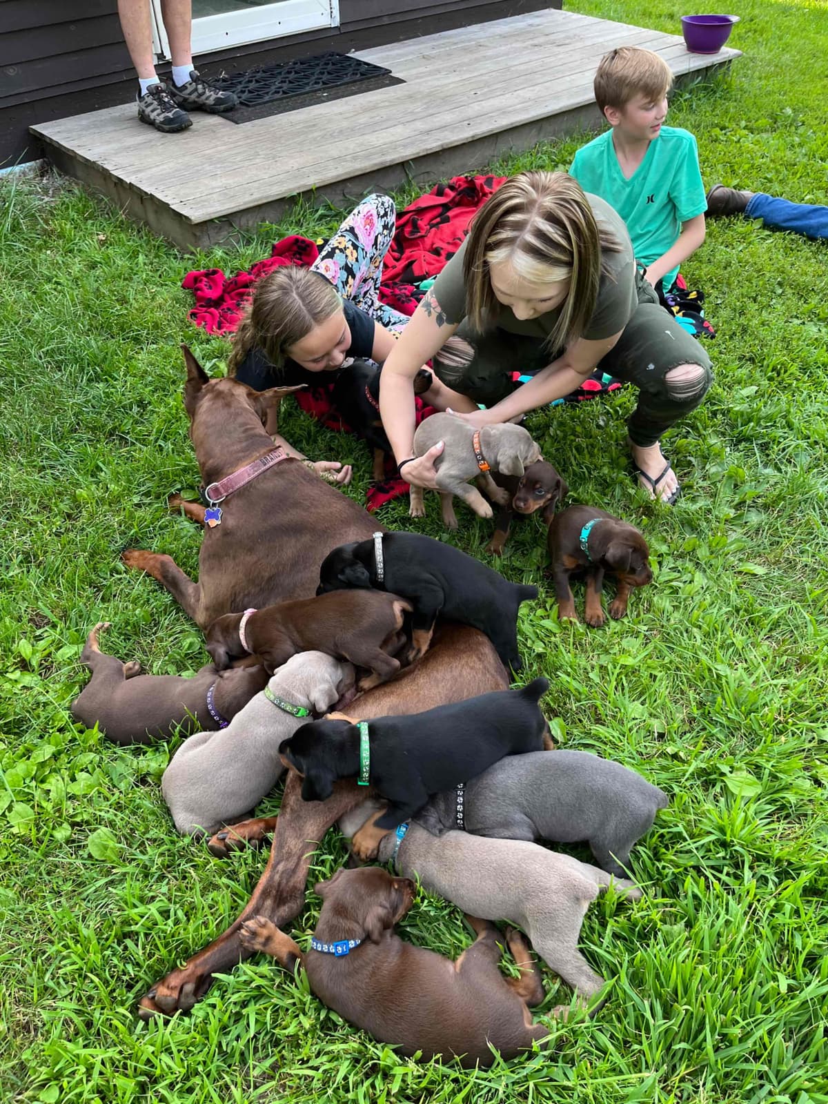 Doberman Pinscher Puppies breeder image 5