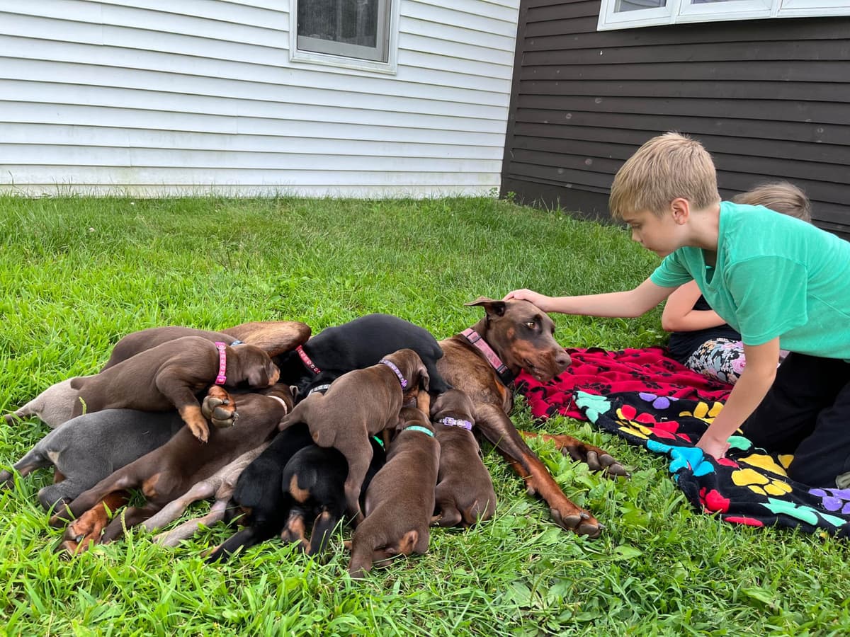 Doberman Pinscher Puppies breeder image 6
