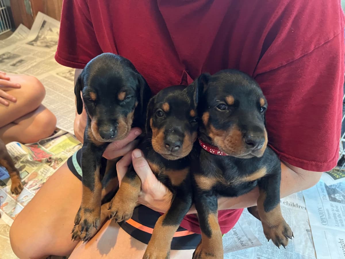 Doberman Pinscher Puppies breeder image 7