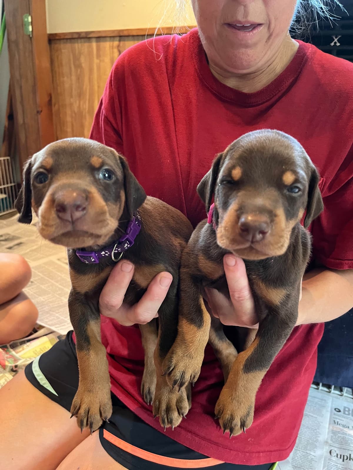 Doberman Pinscher Puppies breeder image 8