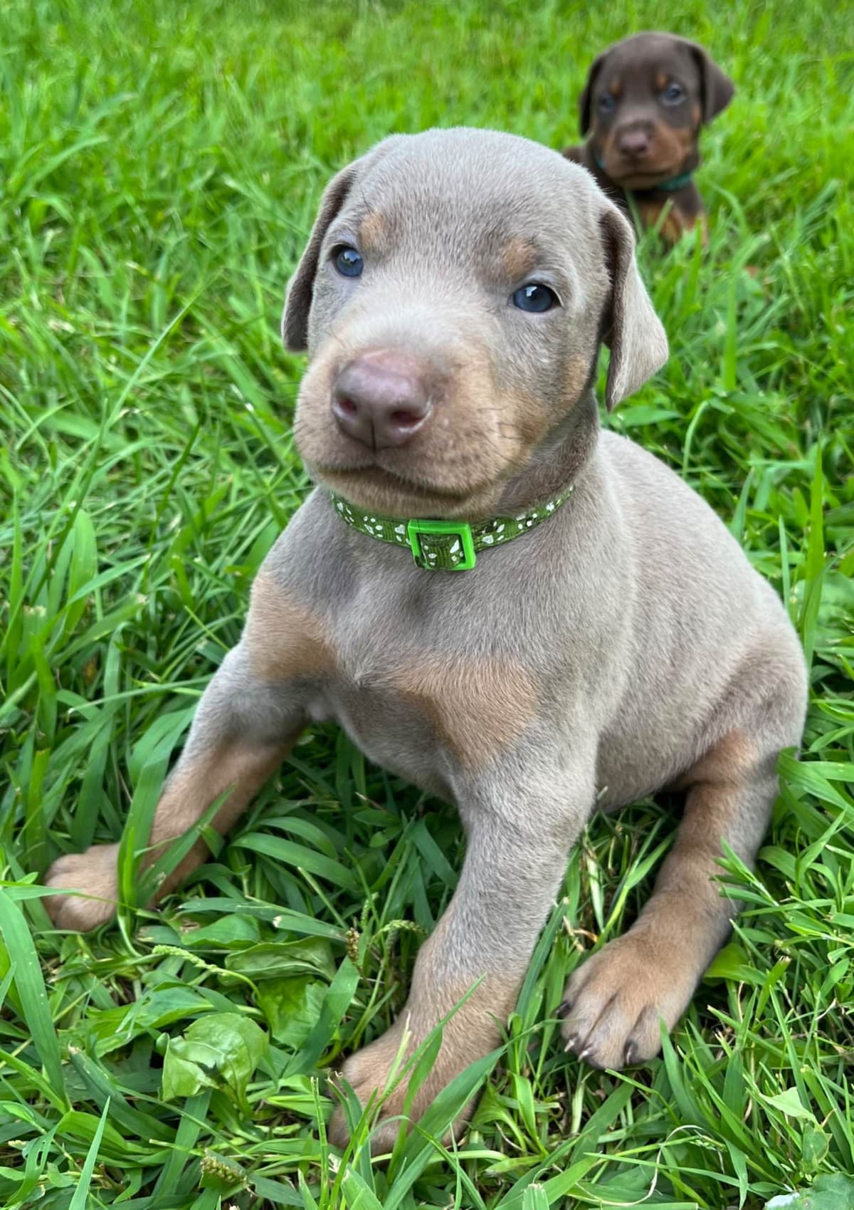 Doberman Pinscher Puppies breeder image 9