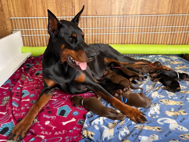 Doberman Pinscher Puppies media 14