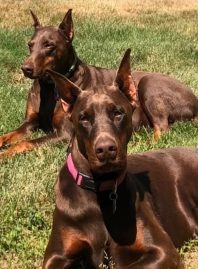 Doberman Pinscher Puppies media 17