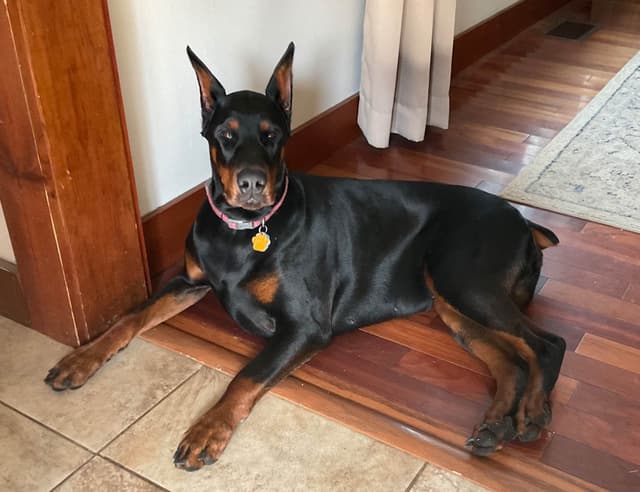 Doberman Pinscher Puppies media 18