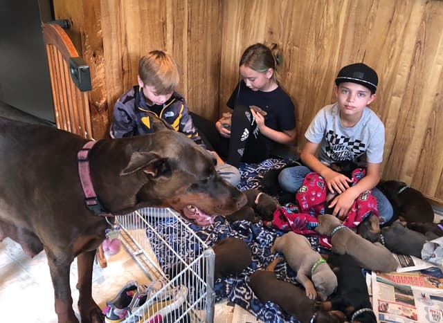 Doberman Pinscher Puppies media 19