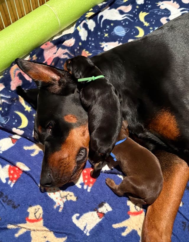 Doberman Pinscher Puppies media 20