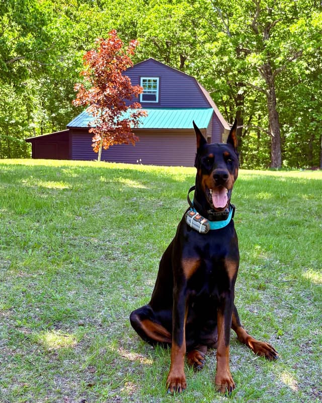 Doberman Pinscher Puppies media 13