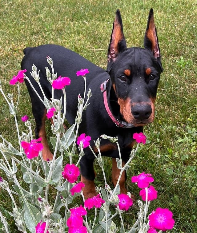 Doberman Pinscher Puppies media 22