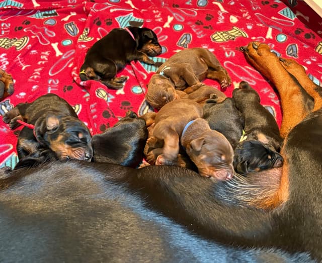 Doberman Pinscher Puppies media 23