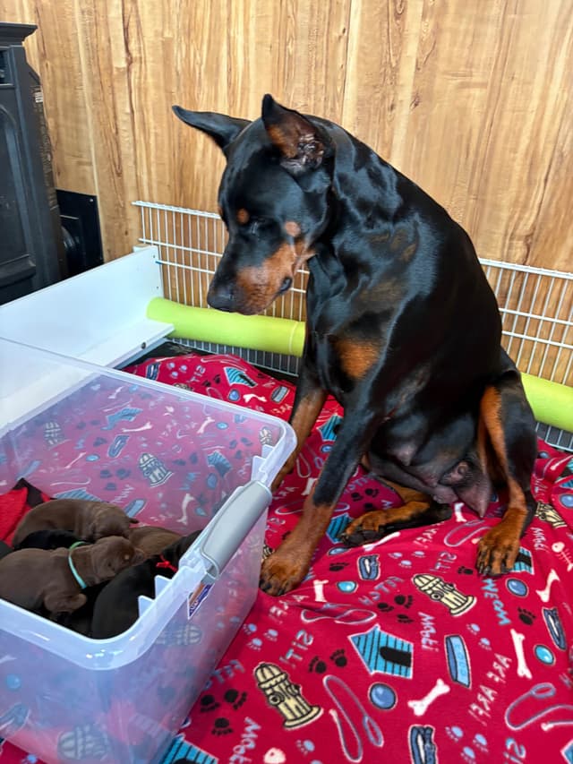 Doberman Pinscher Puppies media 24