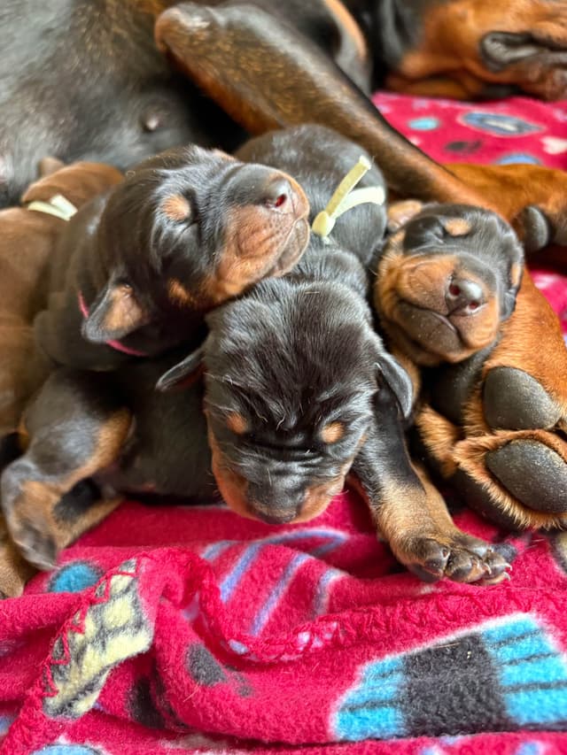 Doberman Pinscher Puppies media 25