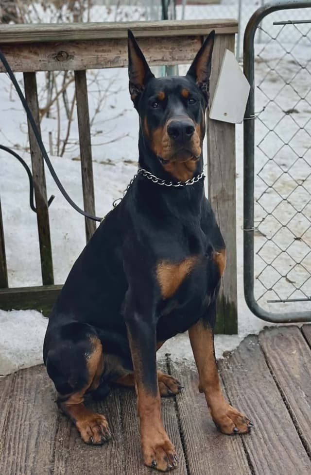 Doberman Pinscher Puppies media 21