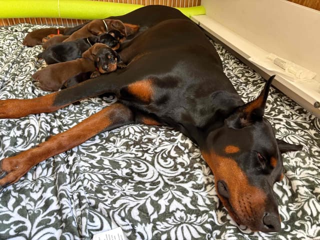 Doberman Pinscher Puppies media 12