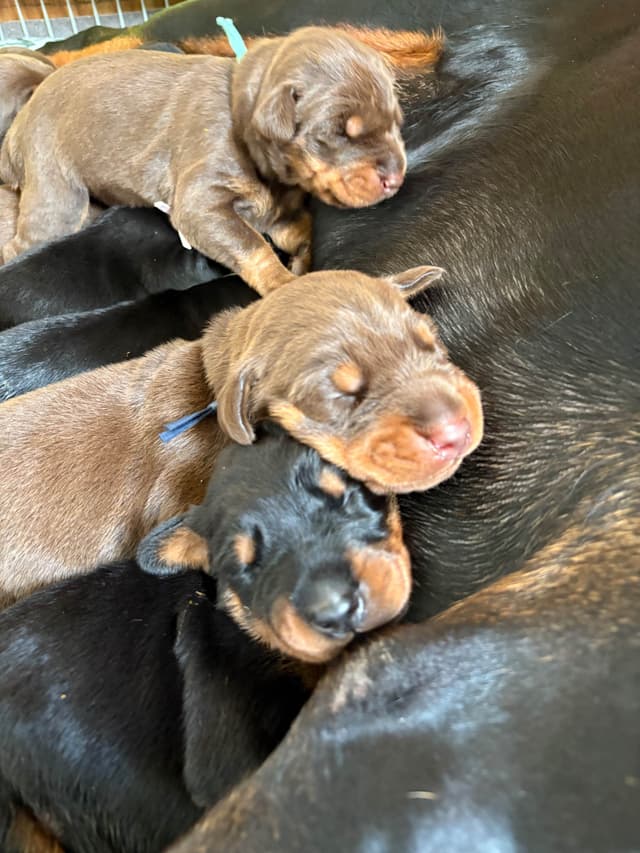 Doberman Pinscher Puppies media 10