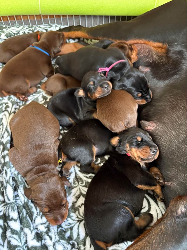 Doberman Pinscher Puppies media 11