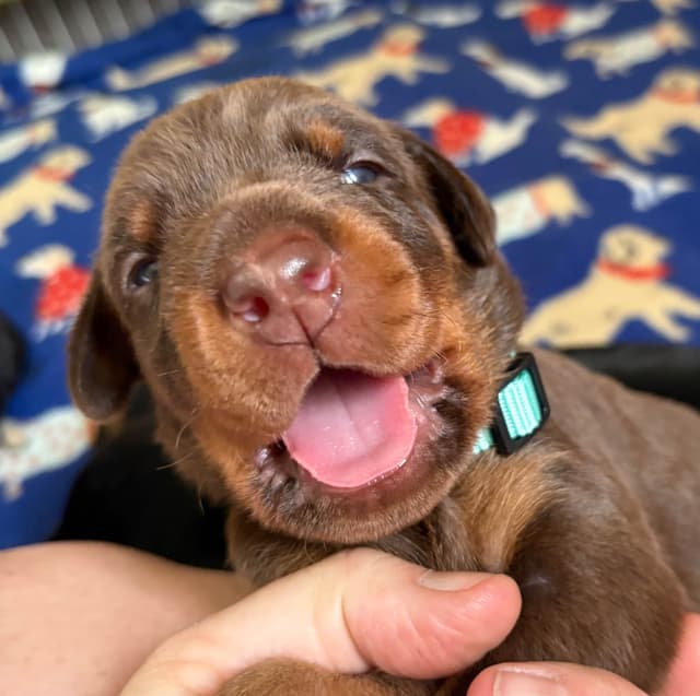 Doberman Pinscher Puppies media 9