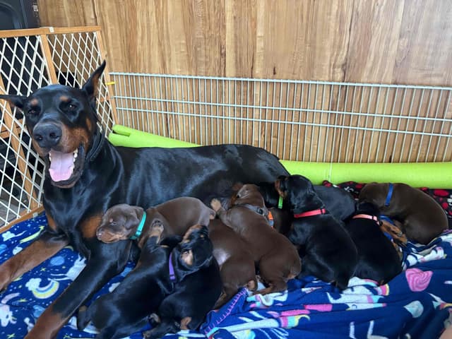 Doberman Pinscher Puppies media 8