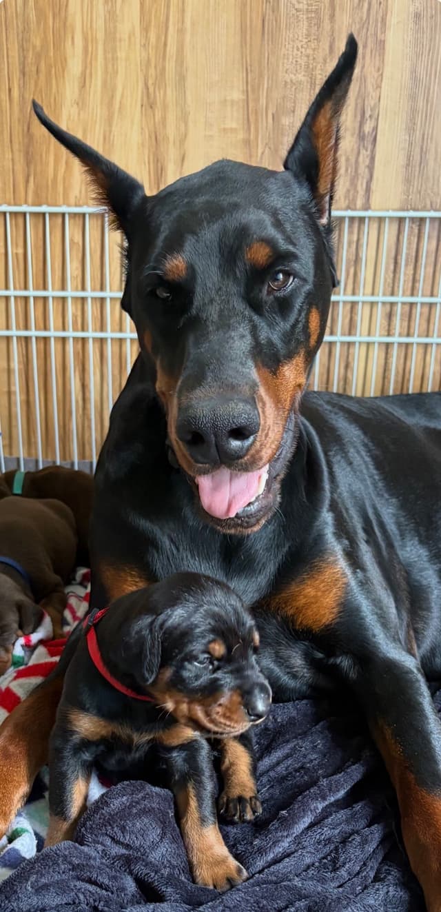 Doberman Pinscher Puppies media 7