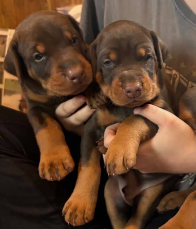 Doberman Pinscher Puppies media 5