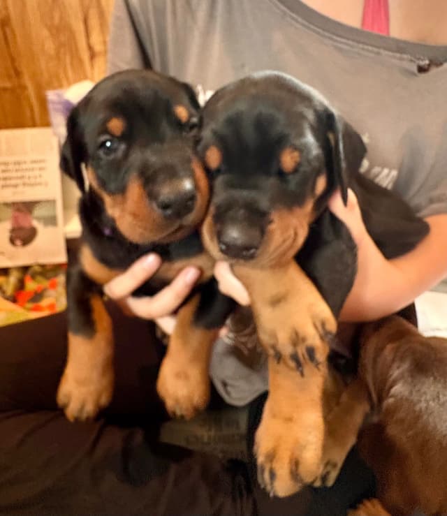 Doberman Pinscher Puppies media 6