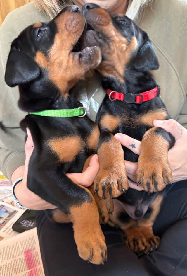 Doberman Pinscher Puppies media 4