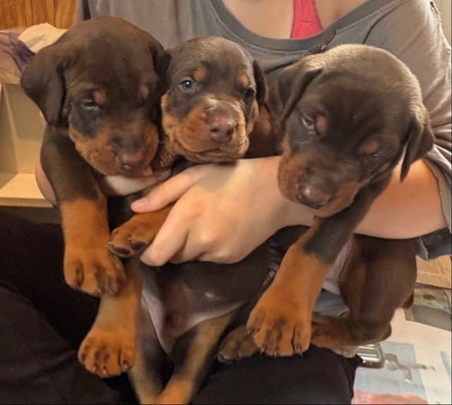 Doberman Pinscher Puppies media 3