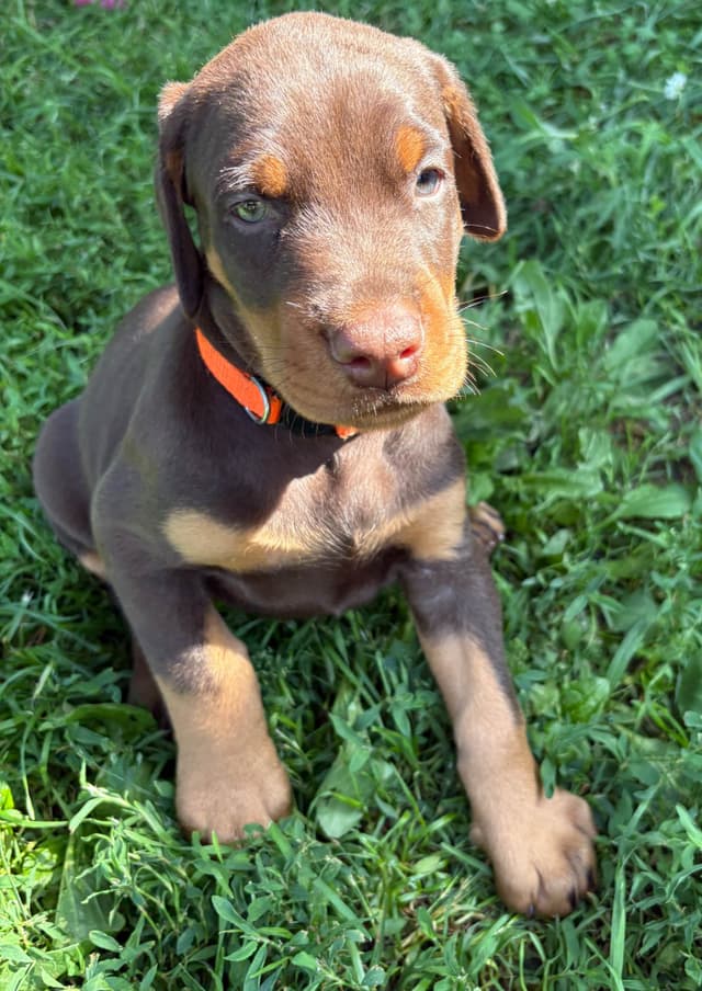 Doberman Pinscher Puppies media 2