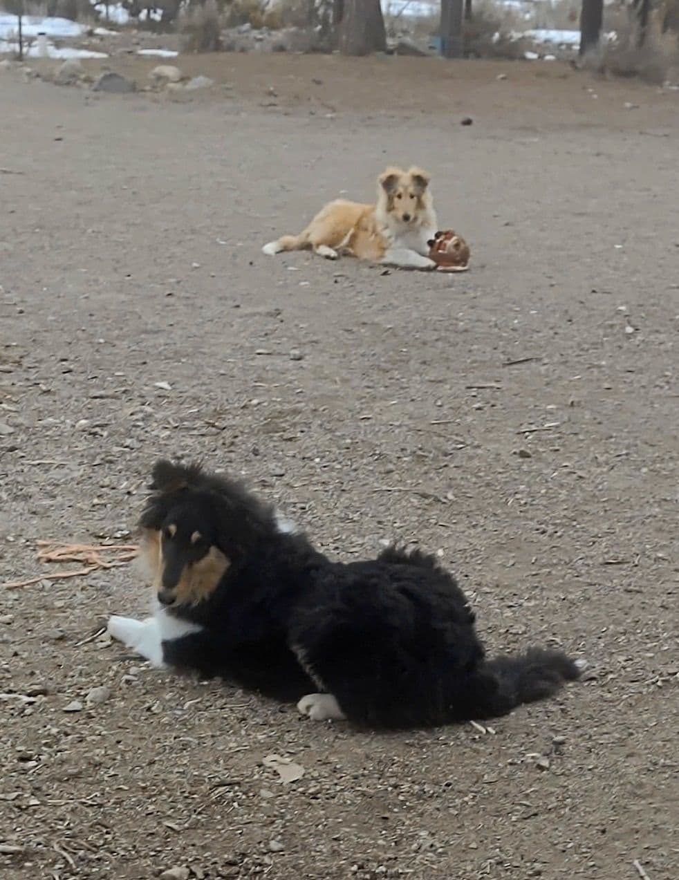 Collie Puppies in Colorado and New Mexico breeder image 1