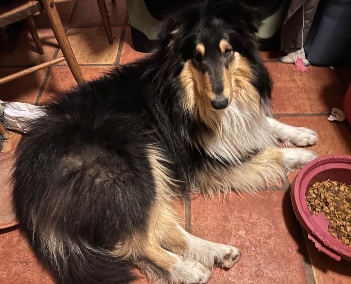 Collie Puppies in Colorado and New Mexico breeder image 3