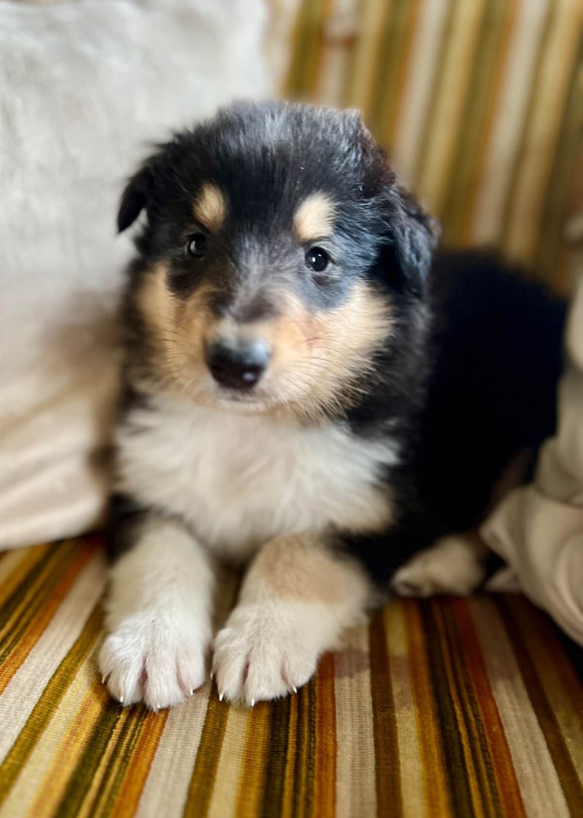 Collie Puppies in Colorado and New Mexico breeder image 4