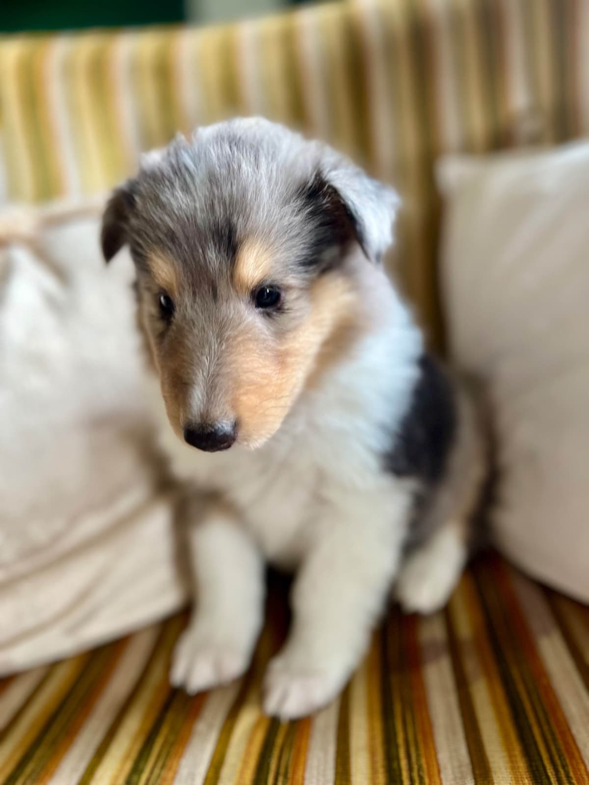 Collie Puppies in Colorado and New Mexico breeder image 5