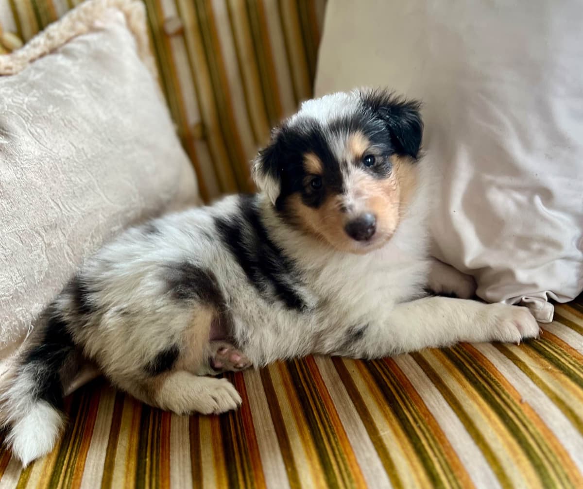 Collie Puppies in Colorado and New Mexico breeder image 6
