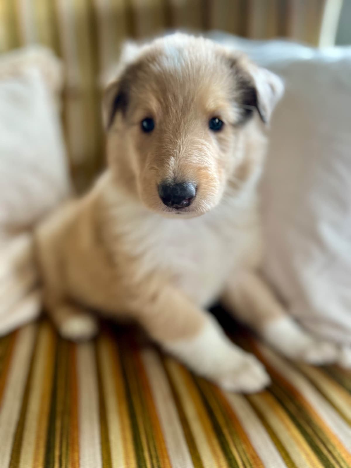 Collie Puppies in Colorado and New Mexico breeder image 11