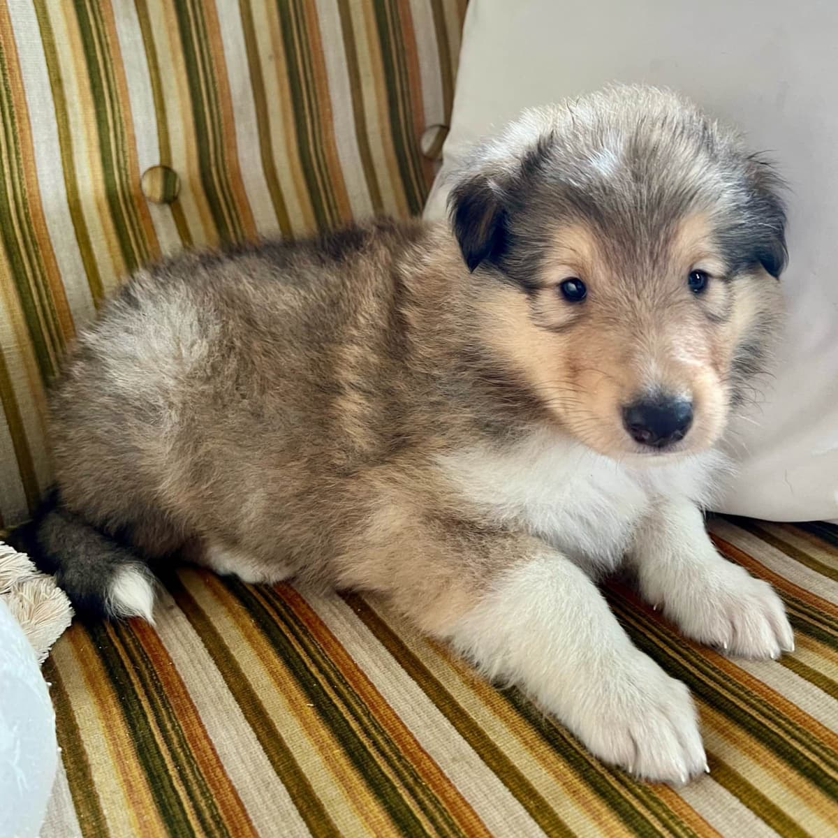 Collie Puppies in Colorado and New Mexico breeder image 14