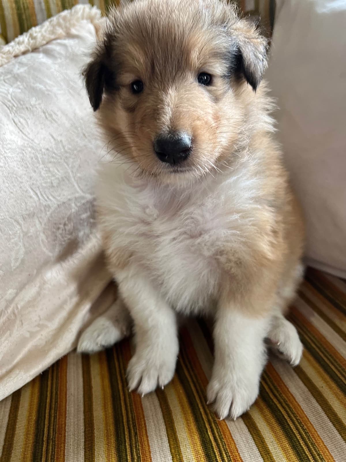 Collie Puppies in Colorado and New Mexico breeder image 17