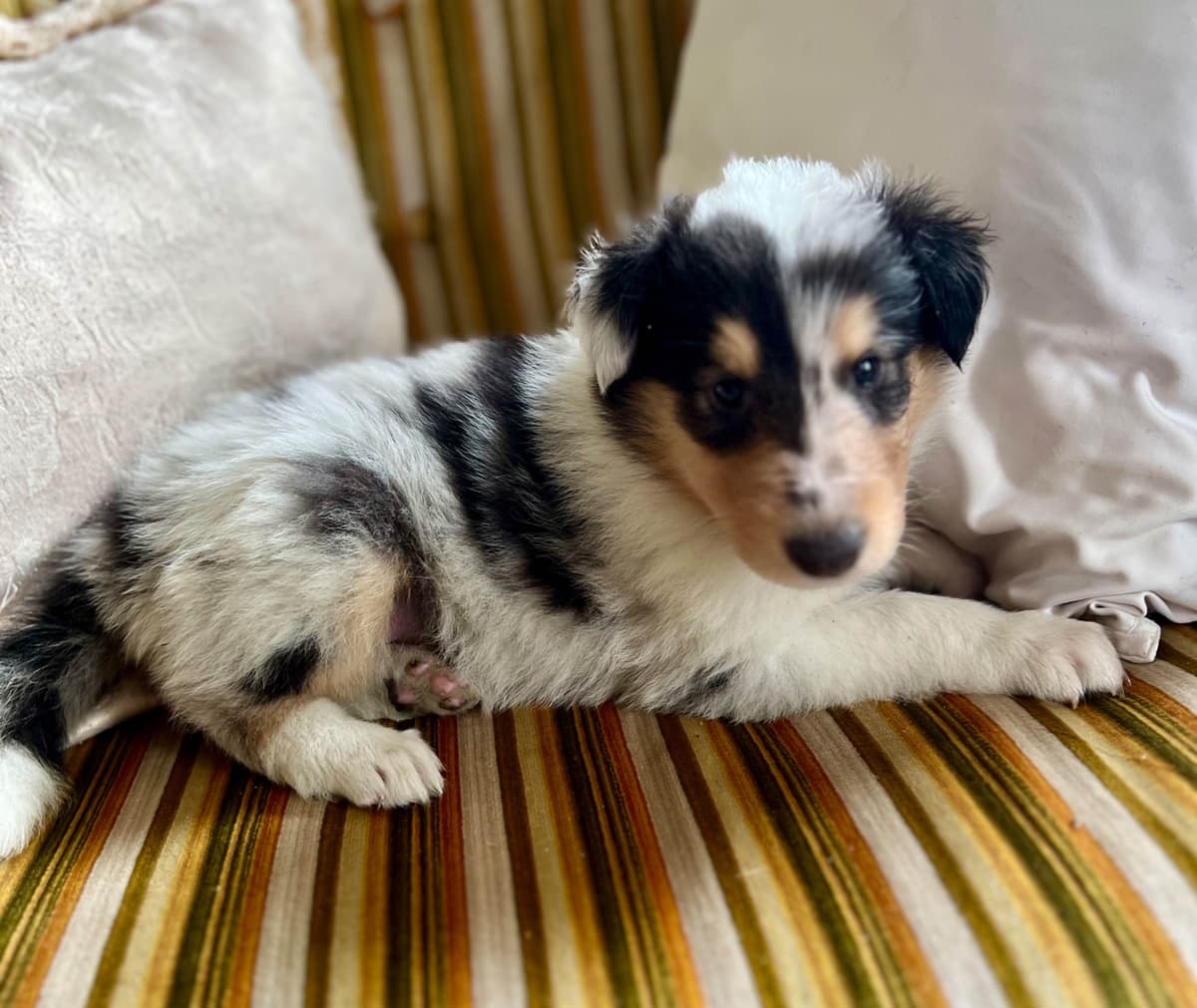 Collie Puppies in Colorado and New Mexico breeder image 20