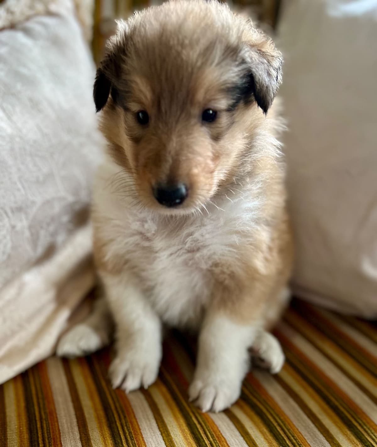 Collie Puppies in Colorado and New Mexico breeder image 21