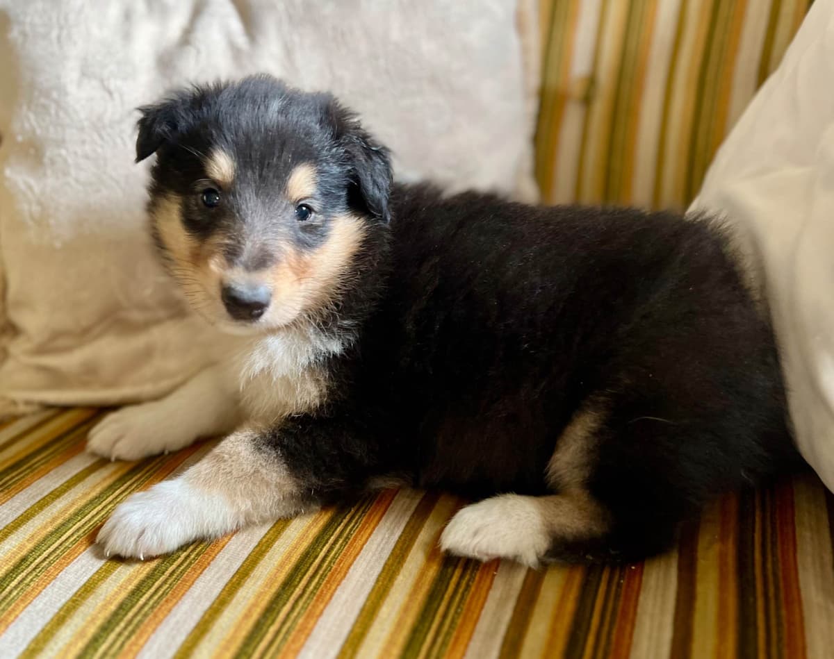 Collie Puppies in Colorado and New Mexico breeder image 22
