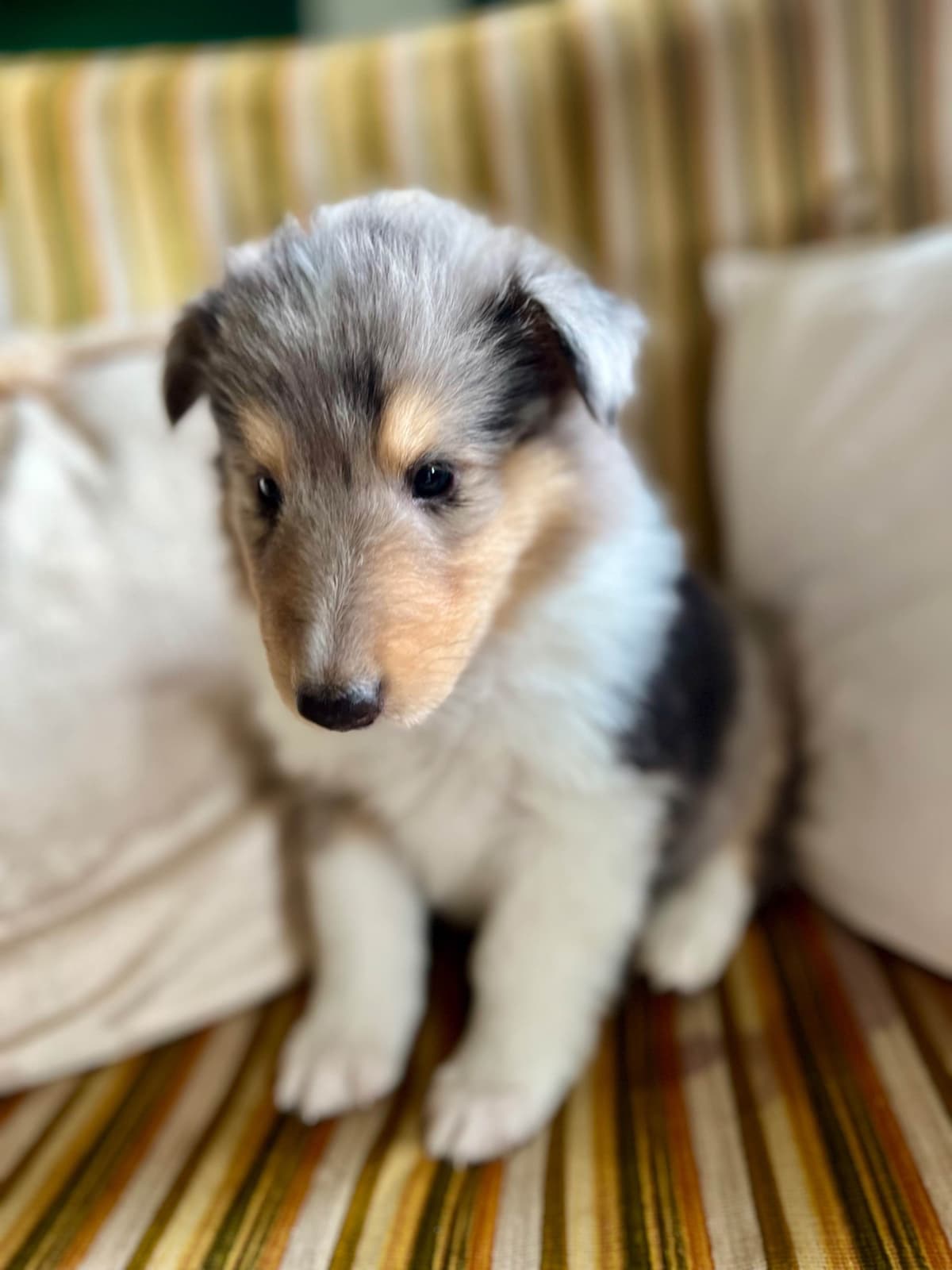 Collie Puppies in Colorado and New Mexico breeder image 23