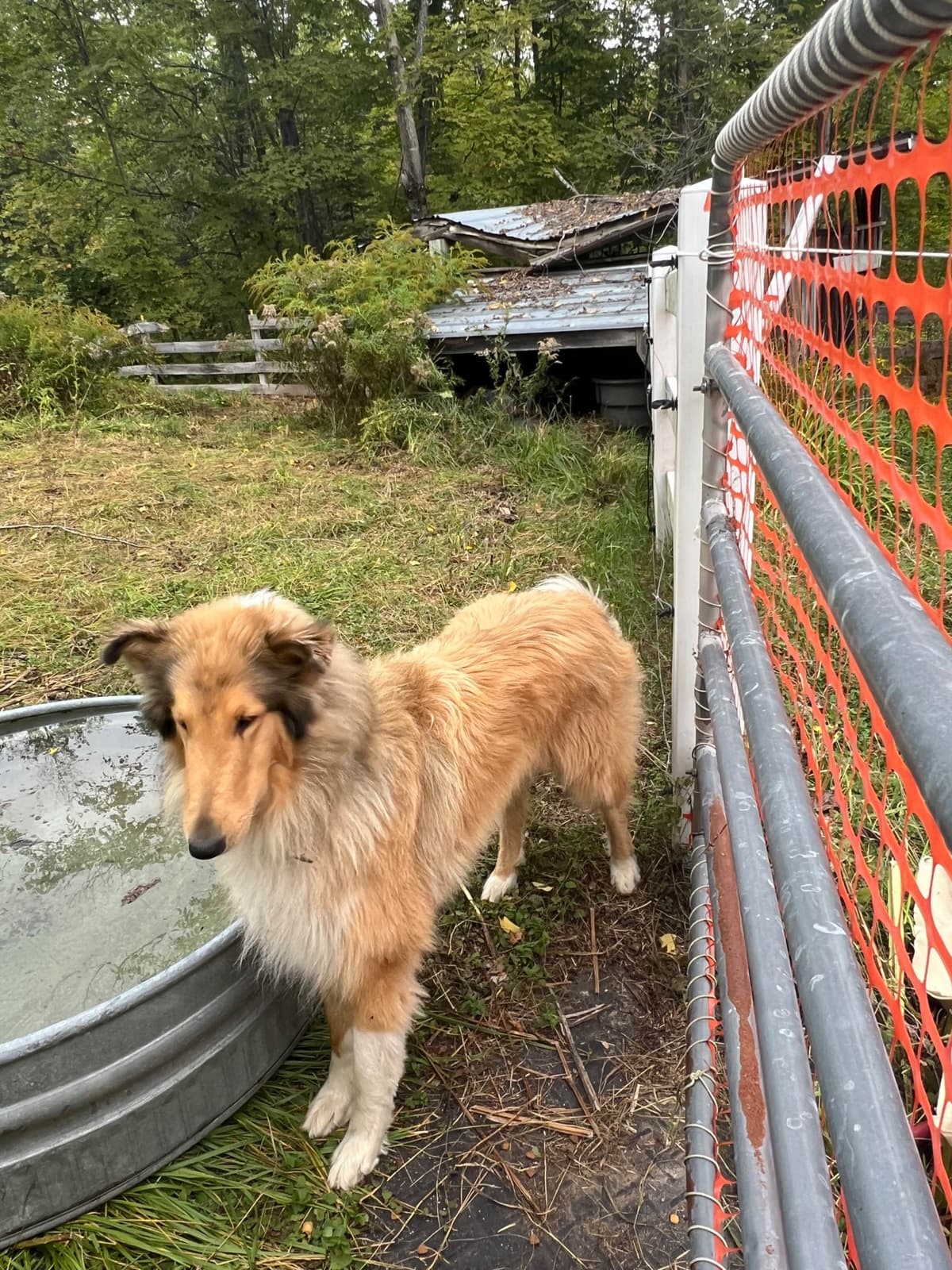 Collie Puppies in Colorado and New Mexico breeder image 26