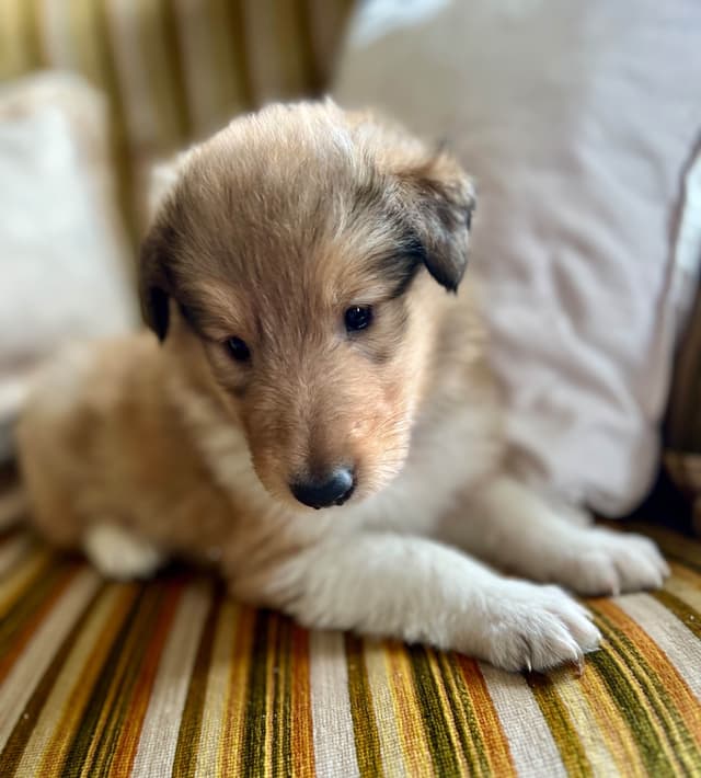 Collie Puppies in Colorado and New Mexico media 2